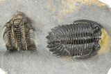 Spiny Comura Trilobite With Hollardops - Ofaten, Morocco #254070-1